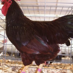 Rhode Island Red bantam chickens for sale small brown egg laying backyard chickens