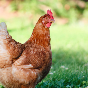 ISA Brown laying hens for sale