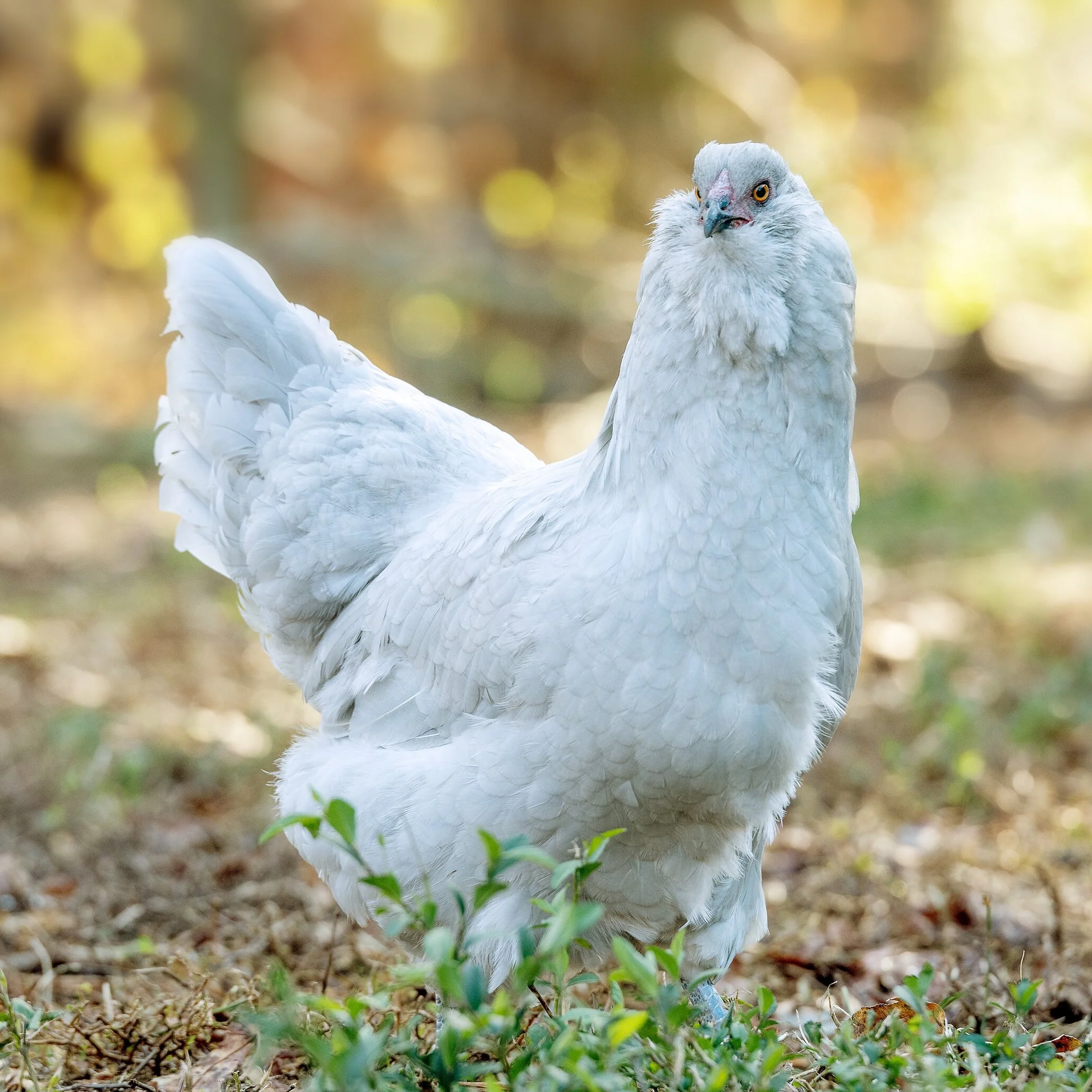Lavender Ameraucana Chickens for Sale | Blue Egg Layers
