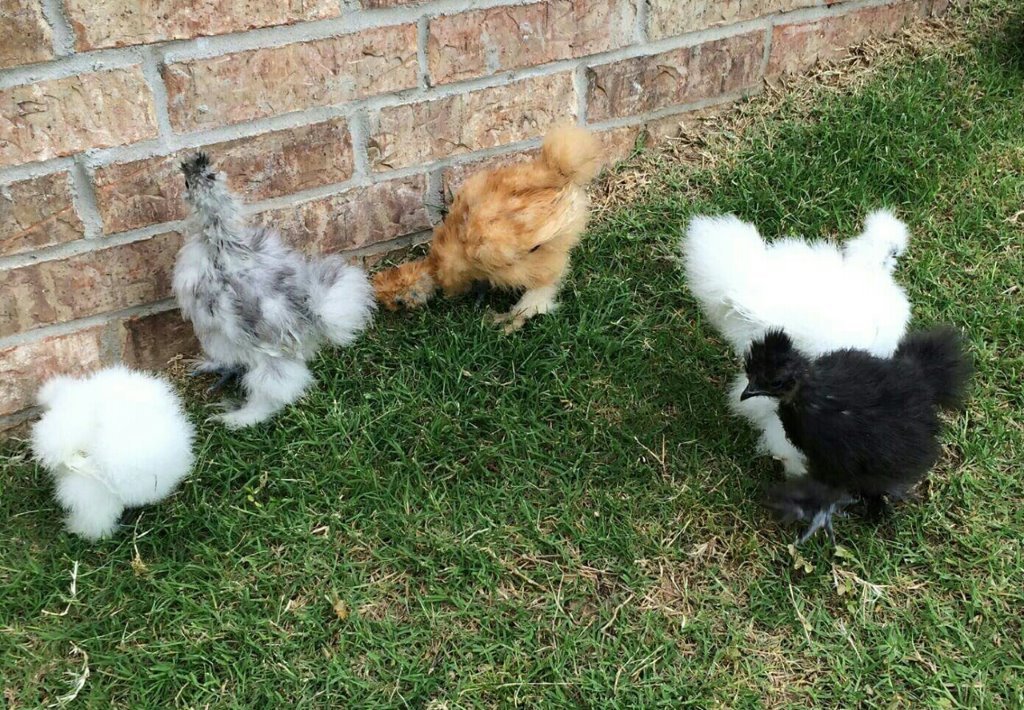 fluffy chickens for sale