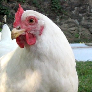 Rhode Island White chickens for sale hardy brown egg laying backyard chickens