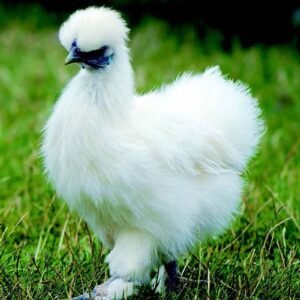 Silkie chickens for sale fluffy bantam chickens at PrimeFlock Farms