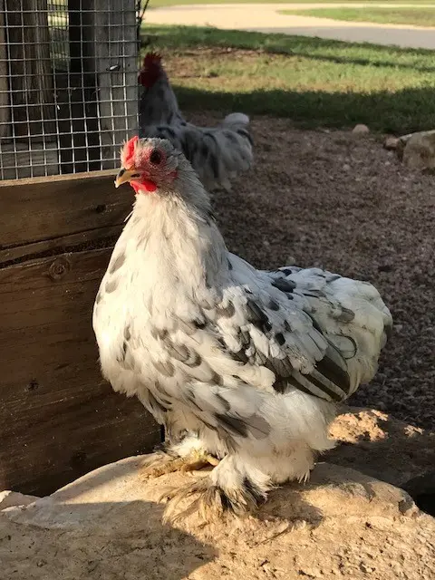 splash bantam chickens