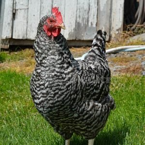 Buff Barred Rock chickens for sale hardy brown egg laying backyard chickens