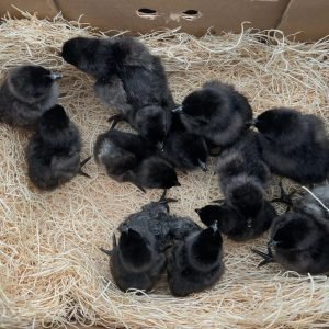 Ayam Cemani chicks for sale rare exotic black chicken baby chicks hatchlings