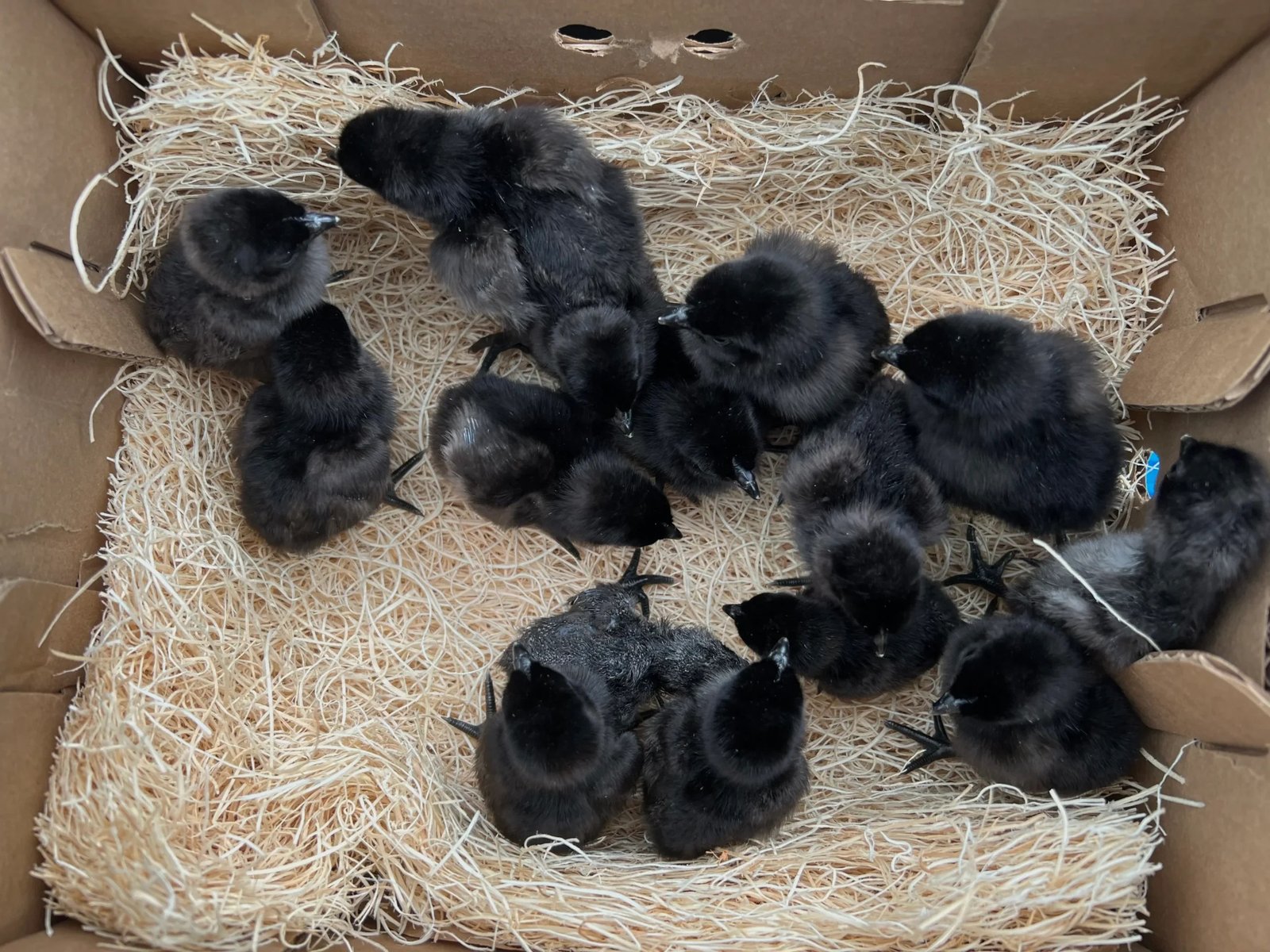 Ayam Cemani chicks for sale rare exotic black chicken baby chicks hatchlings