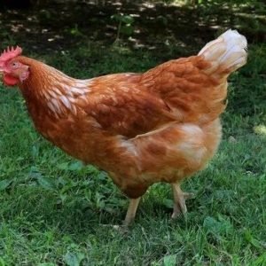 Golden Comet chickens for sale high egg production hybrid laying hens backyard farm