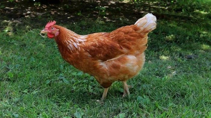 Golden Comet chickens for sale high egg production hybrid laying hens backyard farm