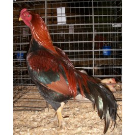 Black Breasted Red Aseel chicken for sale