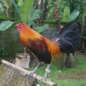 Peruvian Rooster