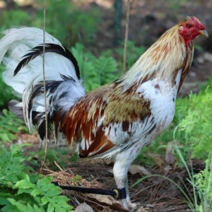 Minor Blue Rooster