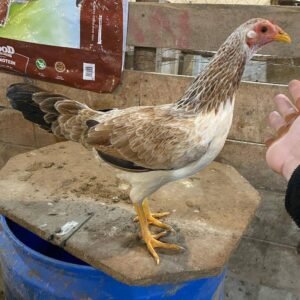 Pure Goode Hen