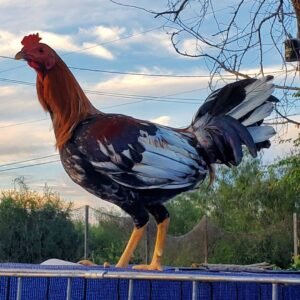 yellow legged hatch