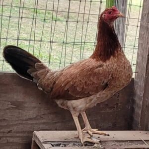johnnie jumper radio hen